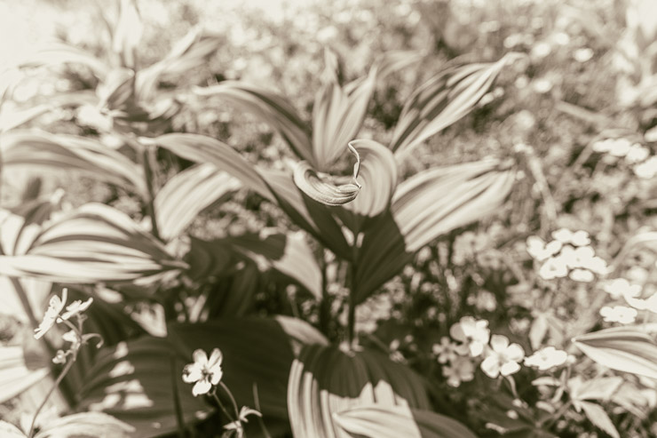Bergfrühling